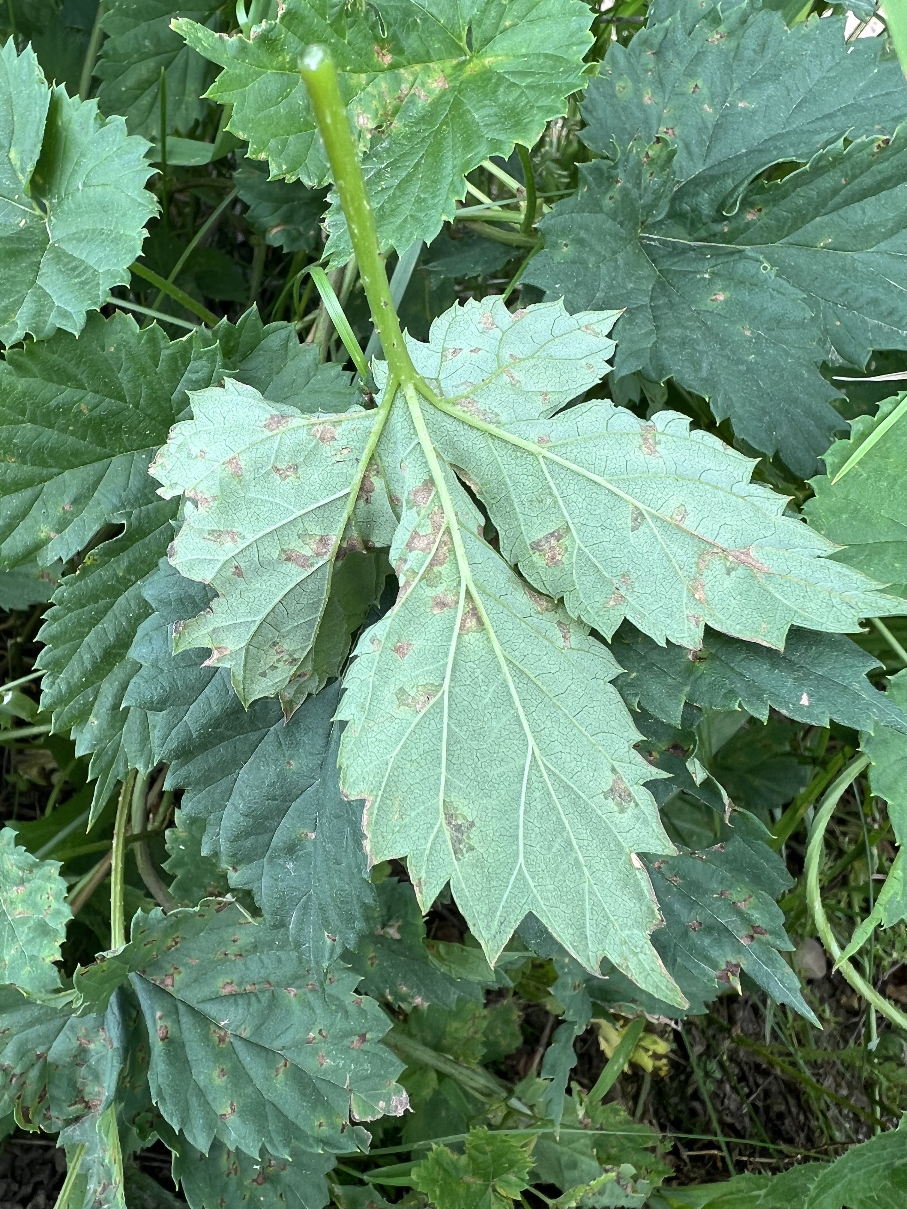 Underside of the same infected leaf in East Lansing MI. Photo by Timothy Miles. 
